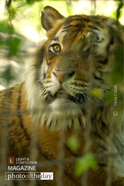 Romeo, by Silvia Casali