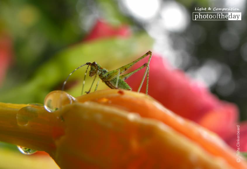 Grasshopper in the Rain, by Tisha Clinkenbeard