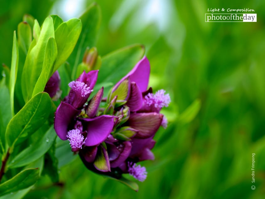 The Little Purple Flower, by Sandra Frimpong