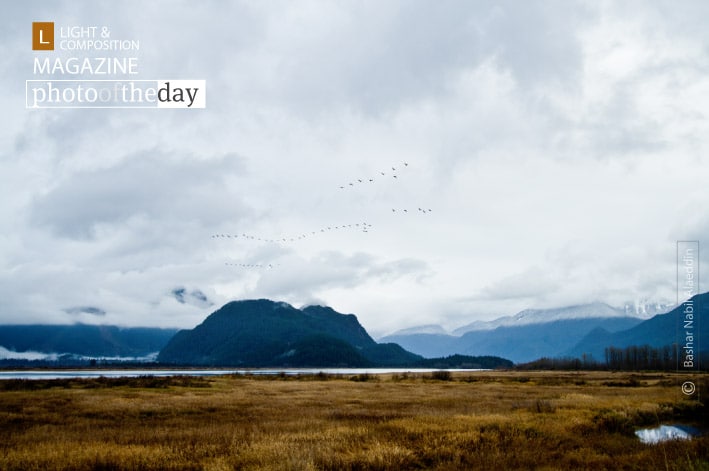Birdscape, by Bashar Alaeddin Birdscape, by Bashar Alaeddin