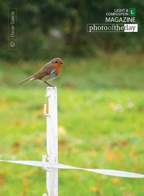 Irish Redbreast Robin, by Oscar Garcia
