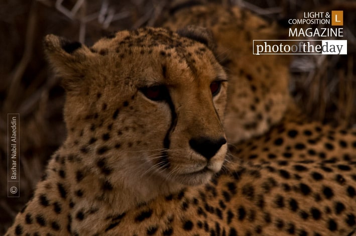 Cheetah's on the Lookout, by Bashar Alaeddin Cheetah's on the Lookout, by Bashar Alaeddin