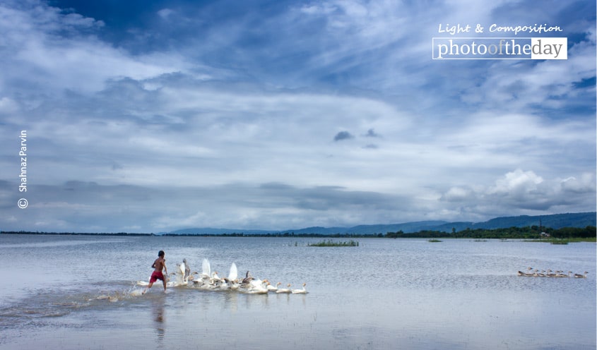 Chasing Geese, by Shahnaz Parvin