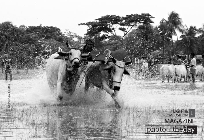 Bull Race, by Abhishek Dutta