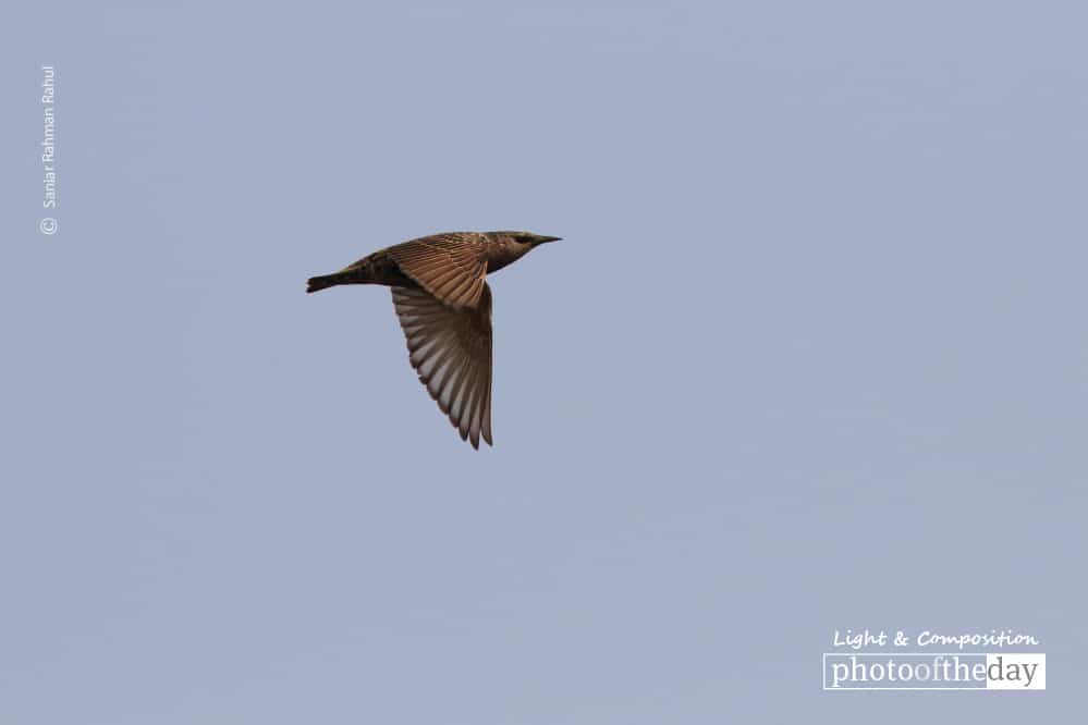 Common Starling, by Saniar Rahman Rahul