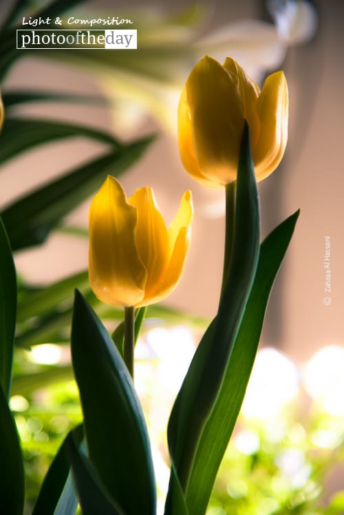 Mother's Day Tulip, by Zahraa Al Hassani