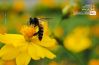 The Royal Bee, by Priyatosh Dey