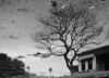 A Dead Reflection, by Liton Chowdhury