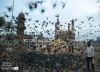 Calm Amidst the Flurry by Lakshmi Prabhala