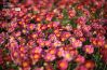 Pink Blur by Pavithra Ramasubramanian