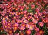 Pink Blur by Pavithra Ramasubramanian
