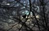 Hope, by Alminar Sagar