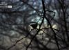 Hope, by Alminar Sagar