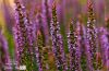 Lavender by Nuno Alexandre
