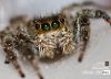 Jumping Spider, by Avi Chatterjee