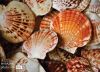 Scallop Shells by Elizabeth Brown