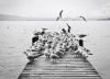 The Birds by Adam Foster