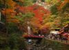 Color of Momiji, by Madoka Hori