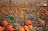 Pumpkin Patch by Kari Cvar