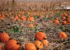 Pumpkin Patch by Kari Cvar