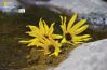 Texas Creek Flowers, by Kari Cvar