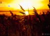 Sunset at Winter, by Nuno Alexandre