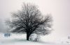 A Walk in Winter, by Didier Sibourg