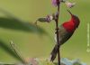 Crimson Sunbird, by Tareq Uddin Ahmed