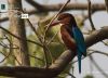 Basking White-Throated Kingfisher, by Masudur Rahman