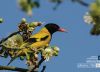 Black-hooded Oriole, by Masudur Rahman