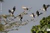 Asian Openbills, by Masudur Rahman
