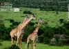 Beauties of Maasai Mara, by Mohammad Saiful Islam