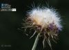 Lonely Thistle, by Zoe Ladika