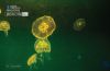 Jelly Dancing, by Zoe Ladika