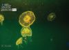 Jelly Dancing, by Zoe Ladika
