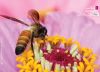 A Mutualistic Relationship, by Subhashish Nag Choudhury