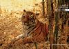 The Royal Look, by Subhashish Nag Choudhury