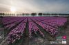 Tulips at Sunset, by Ron ter Burg