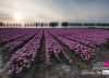 Tulips at Sunset, by Ron ter Burg