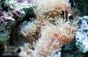 Goldstripe Maroon Clownfish, by Elizabeth Brown