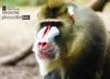 Baboon, by Daniele Lembo
