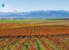 Autumn Vineyards, by Dawid Theron