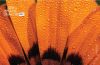 Orange Petals, by Dawid Theron