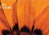 Orange Petals, by Dawid Theron