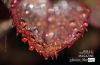 Rose Foliage, by Dawid Theron