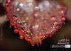 Rose Foliage, by Dawid Theron