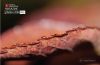 The Edge of a Rose’s Foliage by Dawid Theron