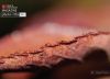 The Edge of a Rose’s Foliage by Dawid Theron