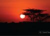 Kruger National Park Sunset, by Dawid Theron
