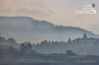 A Foggy Morning, by Achintya Guchhait